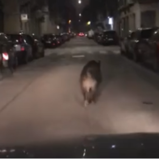 Notizie dal Piemointe. Un cinghiale per le strade di Torino: il video diventa virale