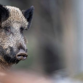 “Peste suina africana in Piemonte. Che fare?”, un incontro al parco Ticino e lago Maggiore
