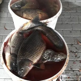 Pesca illegale: due denunciati dalla Polizia locale di Trecate e dalle Guardie giurate volontarie ittiche Fipsas