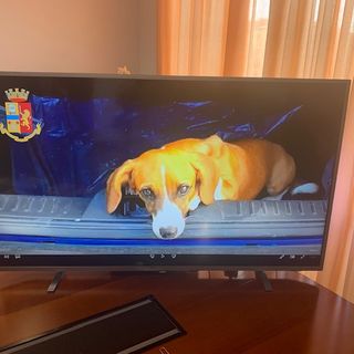 Oro gioielli e pietre preziose: tre alla sbarra. Avevano rubato anche un cane