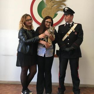 Notizie dal Piemonte. Trova gatto e chiede un riscatto per restituirlo: arrestata