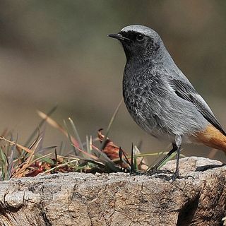 &quot;Ali del Sacro Monte&quot;: il 5 ottobre una conferenza sull'avifauna presente nella Riserva Speciale del Sacro Monte di Orta