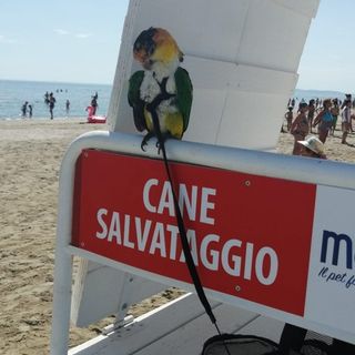 Viaggiare con gli animali: consigli e indicazioni per spostarsi con i nostri amici a quattro zampe.