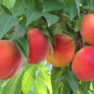 La denuncia di Coldiretti: &quot;Pesche, frutticoltori costretti a comunque a raccogliere e a pagarne le spese&quot;