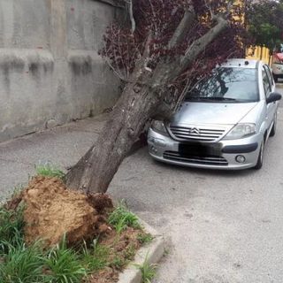 Maltempo: il vento forte di sabato ha causato la caduta di un albero in via Ansaldi nel quartiere Bicocca