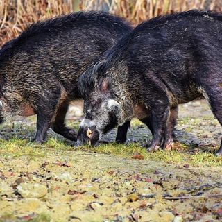 Coldiretti Novara-Vco –Peste dei cinghiali: con dilagare dell’epidemia urgente aumentare abbattimenti
