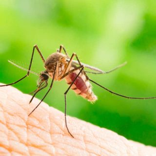 Le raccomandazioni di Asl Novara contro il virus West Nile