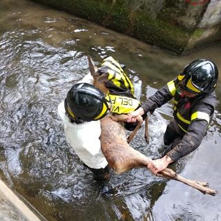 Notizie dal Piemonte. Cucciolo di capriolo ferito ma salvato dall'intervento dai volontari dei vigili del fuoco FOTOGALLERY