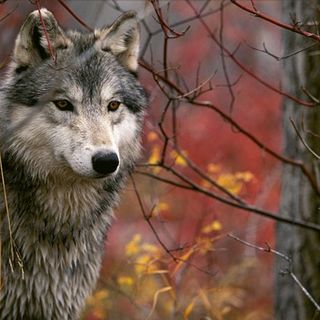 &quot;Non si spara al lupo&quot;: l'appello arriva da Disabato (M5S)