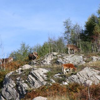 Fase 3, Coldiretti Piemonte: “Bene fondi a sostegno zootecnia regionale”