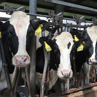 In Regione un tavolo sulla filiera della carne