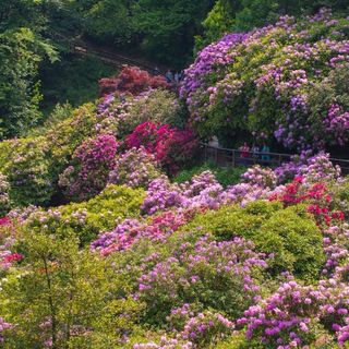L'Oasi Zegna riparte dalle splendide fioriture spontanee e della Conca dei Rododendri FOTO