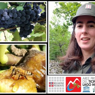 Parco Ticino Lago Maggiore: una settimana europea dei parchi virtuale