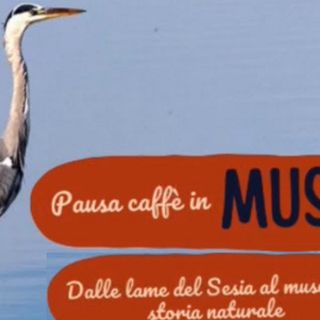 Esplorando il Museo: "Pausa caffè" tra le Curiosità