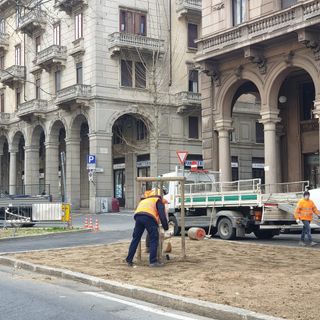 A Novara saranno messi a dimora 420 alberi