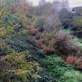 Momo ha ripulito il Terdoppio