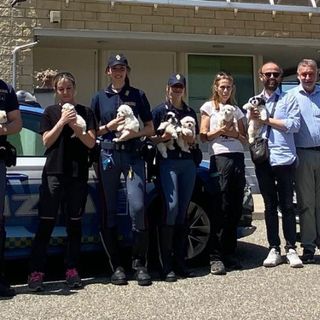 Fermato un furgone sull’A4: salvati nove cuccioli trasportati senza cure né documenti