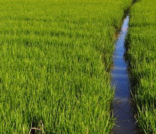 Sviluppo rurale, 20 milioni in arrivo dal bando della Regione per gli agricoltori piemontesi
