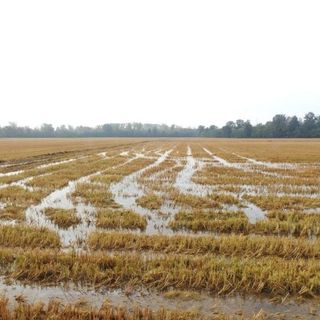 Maltempo del 16 e 17 aprile: le aziende agricole trecatesi potranno segnalare i danni