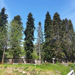 Anche a Trecate si celebra la Giornata Nazionale dell’Albero