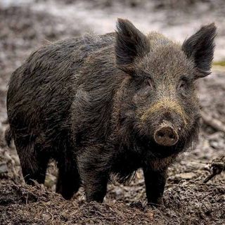 Cinghiali in Piemonte: Coldiretti sollecita più abbattimenti e apertura anticipata della caccia