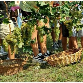 Coronavirus, Coldiretti Piemonte:&quot;Perdite stimate dal 60% al 70% per il vino made in Piemonte&quot;