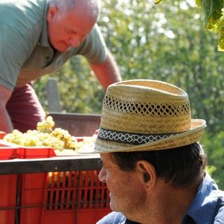 La Regione a difesa del vino: l'assessore Protopata scrive al ministro Bellanova