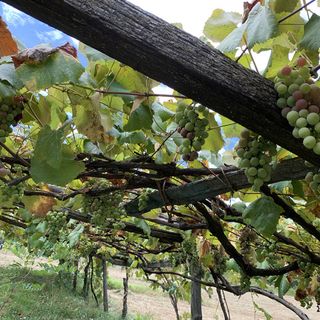 Dodici Comuni del novarese in lizza per diventare “Città europea del vino 2024”