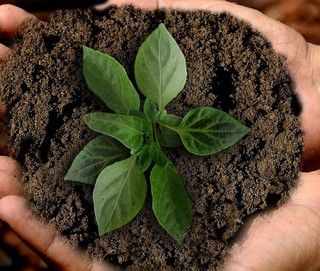 Dalla Regione in arrivo 12,7 milioni di euro per le aziende agricole
