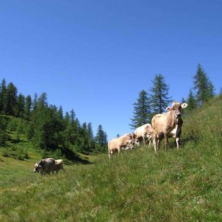 L'allarme di Coldiretti: "Caldo torrido e assenza di precipitazioni mettono a rischio gli animali in alpeggio"