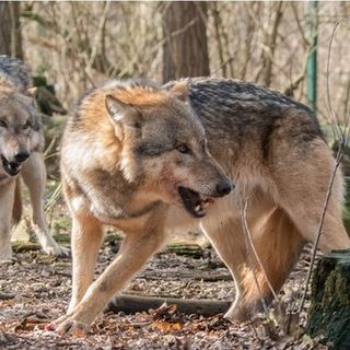 Lupi, commissione tutela animali: "Declassamento ingiustificato"