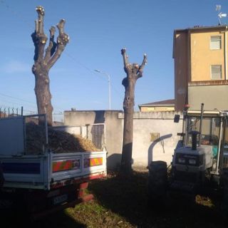 Verde pubblicoTrecate: in corso ingente intervento di potatura e manutenzione del patrimonio arboreo comunale