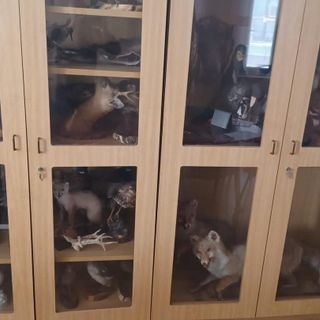 Riordinati e riclassificati gli animali impagliati di proprieta’ della provincia