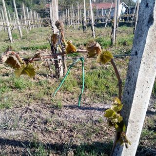Il sollievo di Coldiretti: &quot;Riconosciuto lo stato di calamità per le gelate dello scorso aprile&quot;