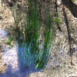 Ambiente, ritrovata nei canali a Novara felce acquatica rara