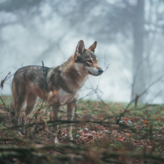 Lupi, Coldiretti: “Bene indennizzi ma servono modalità di gestione urgenti e efficienti”