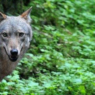 Coldiretti Novara Vco sul lupo: bene la nuova proposta dell'Unione europea