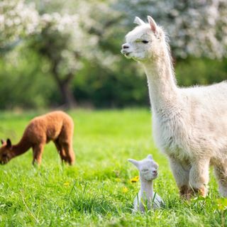 Dalle Ande a Cremona per la fiera allpets più grande d’Italia