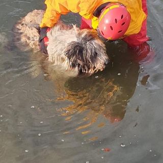 Cane cade nel canale, recuperato dai Vigili del Fuoco