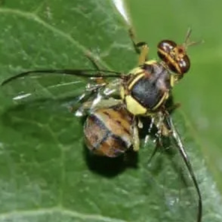 Mosca orientale e i rischi per l’export dell’ortofrutta piemontese
