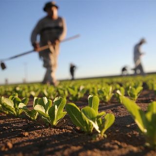 Agricoltura, dalla Giunta regionale 95 milioni per l'attivazione dei bandi dello sviluppo rurale