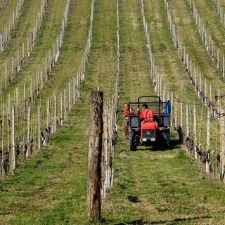 Esonero dell'Irpef, Coldiretti: &quot;Passo importante per le imprese piemontesi&quot;
