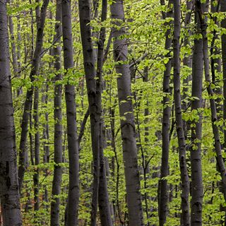 “Piantare dove si può e gestire dove si deve, qualche considerazione per la Giornata degli Alberi”