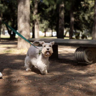 ‍“Trecate for dog”: passeggiata con gli amici a quattro zampe e inaugurazione della nuova area di sgambo in via Arcobaleno