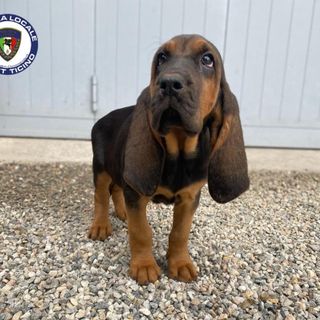 Una cucciola di bloodhound 'arruolata' dalla Polizia locale di Trecate