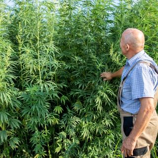 Coltivazione cannabis, via libera in Commissione in Regione