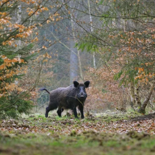 Peste suina africana: la Regione istituisca tavolo permanente
