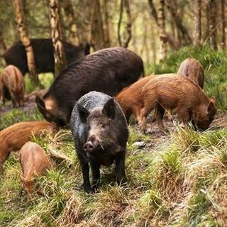 Fauna selvatica, in aumento gli incidenti: Coldiretti pronta a costituirsi parte civile