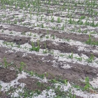 L'allarme di Coldiretti: &quot;Il 2021 anno nero per la frutta in Piemonte&quot;