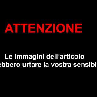 Coldiretti Novara-Vco - Il lupo è sempre più un pericolo per i greggi: più di 100 capi uccisi negli ultimi mesi